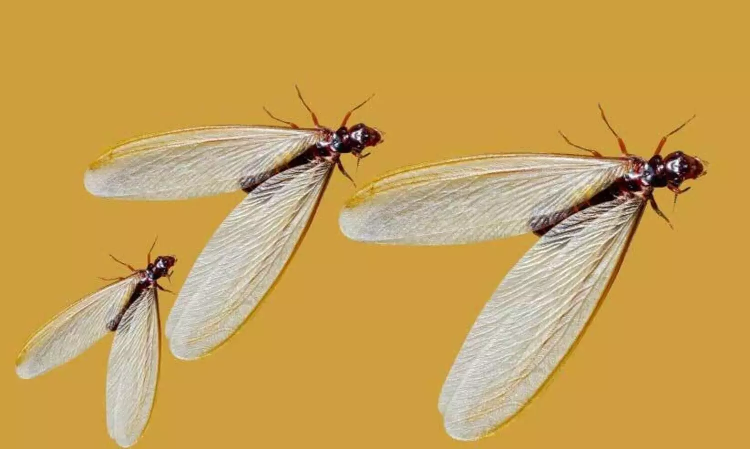 കഥ- ഈ​യ​ൽ എ​ഫ​ക്‌​ട്‌