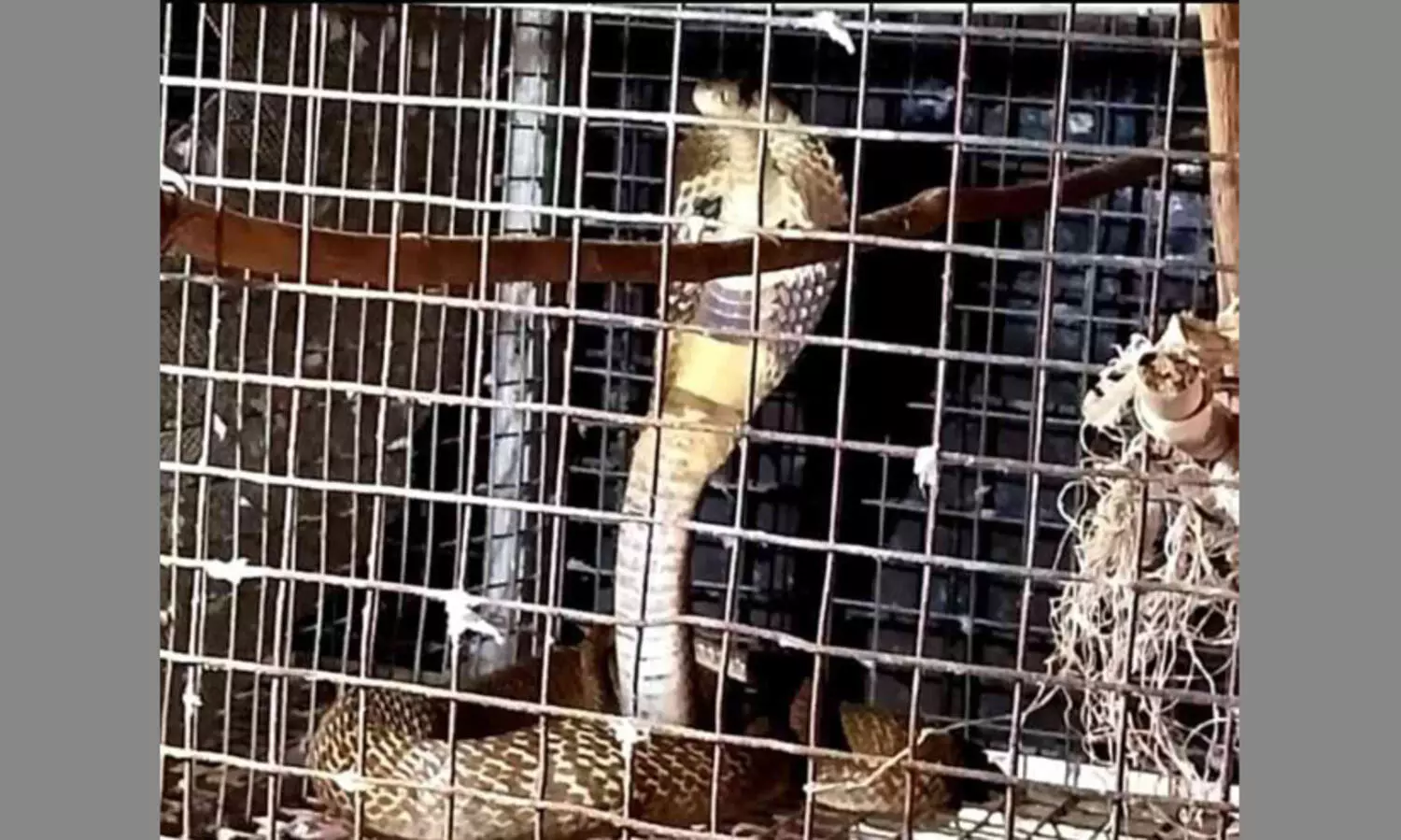 കിളികൾക്ക് തീറ്റ കൊടുക്കാനെത്തിയപ്പോൾ കൂട്ടിൽ മൂർഖൻ