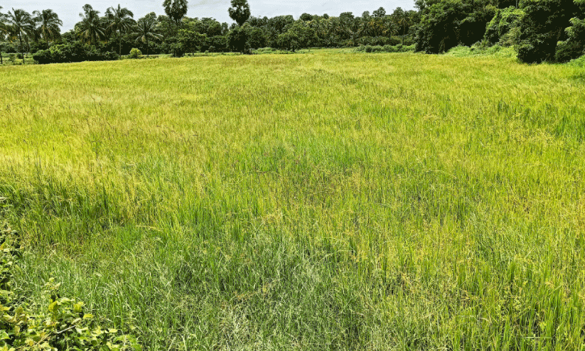 Barren paddy fields, Barren paddy fields,