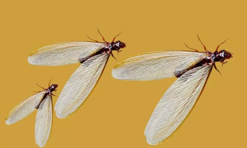 കഥ- ഈയൽ എഫക്ട് കഥ- ഈയൽ എഫക്ട്