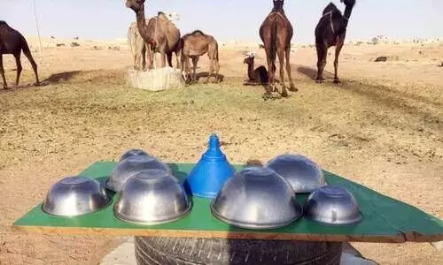 Unauthorized camel milk sale