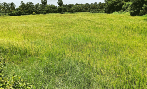 Barren paddy fields, Barren paddy fields,