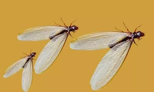 കഥ- ഈയൽ എഫക്ട് കഥ- ഈയൽ എഫക്ട്