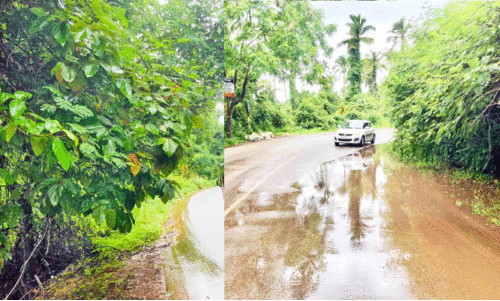 കാടുമൂടി വിമാനത്താവള റോഡ്