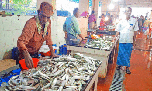 തലശ്ശേരിയിൽ വല നിറച്ച് മത്തി