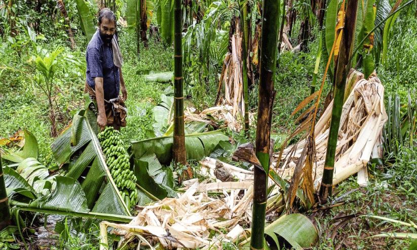 Wild elephant attack