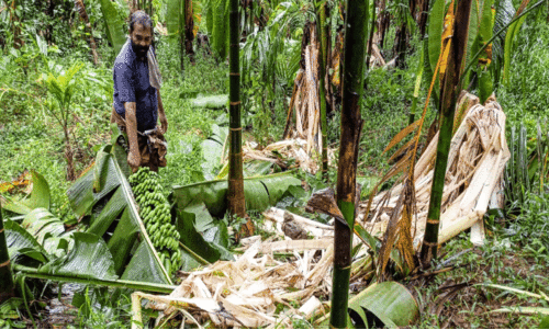 Wild elephant attack