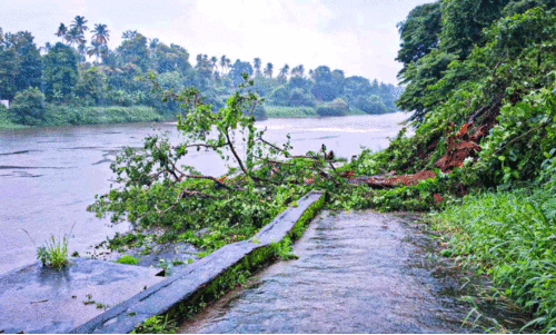 Fallen tree due to heavy rain