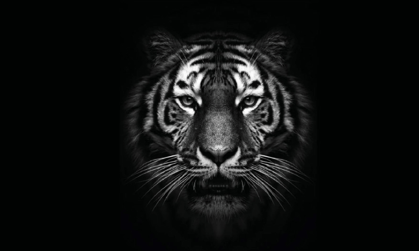 tiger