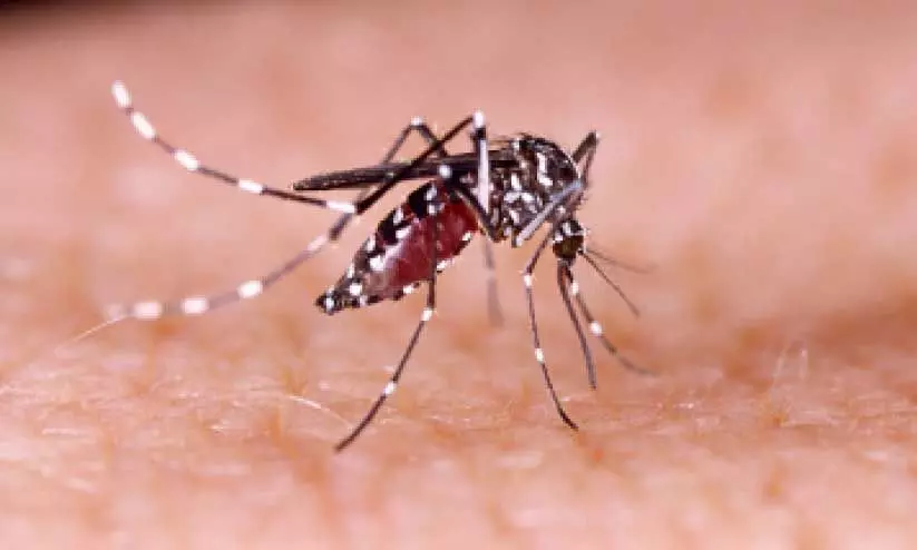 ക​ർ​ണാ​ട​ക​യി​ൽ ഡെ​ങ്കി കേ​സു​ക​ൾ 10,000 ക​ട​ന്നു