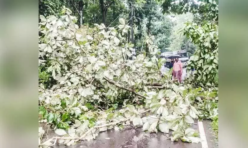 tree fell on the road