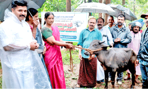 പോ​ത്തു​വ​ള​ർ​ത്ത​ലി​ലൂ​ടെ ഭ​ക്ഷ്യ​സു​ര​ക്ഷ; പ​ദ്ധ​തി​യു​മാ​യി പു​ൽ​പ​ള്ളി