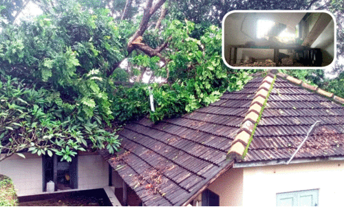 കാറ്റും മഴയും; കടപുഴകി മരങ്ങൾ