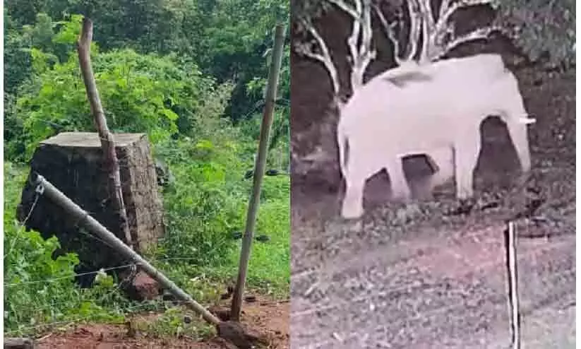 wild elephant wild elephant