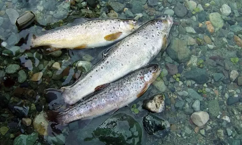 ബ്ലീച്ചിങ് പൗഡർ കലക്കി അനധികൃത മീൻപിടിത്തം: മുന്നറിയിപ്പുമായി പരിസ്ഥിതി പ്രവർത്തകർ ബ്ലീച്ചിങ് പൗഡർ കലക്കി അനധികൃത മീൻപിടിത്തം: മുന്നറിയിപ്പുമായി പരിസ്ഥിതി പ്രവർത്തകർ