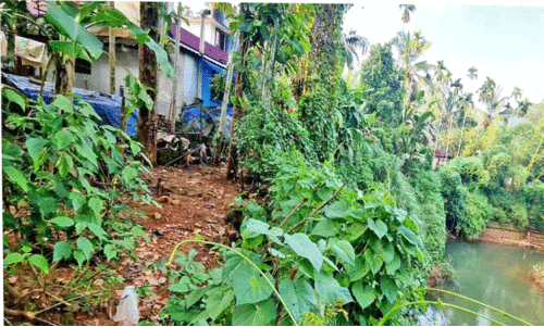 ചെറുപുഴ തീരം ഇടിയുന്നു; കുടുംബങ്ങൾ ഭീതിയിൽ