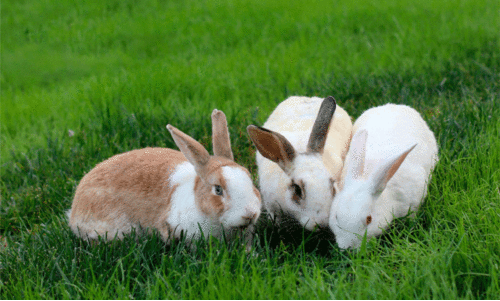 വിപണിയുണ്ടെങ്കിൽ മുതലാണ്  മുയൽകൃഷി