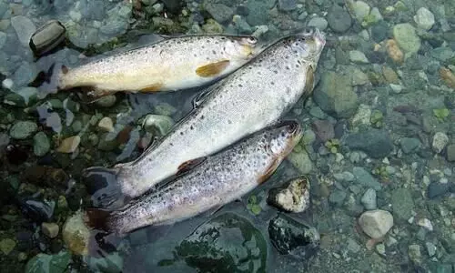 ബ്ലീച്ചിങ് പൗഡർ കലക്കി അനധികൃത മീൻപിടിത്തം:  മുന്നറിയിപ്പുമായി പരിസ്ഥിതി പ്രവർത്തകർ