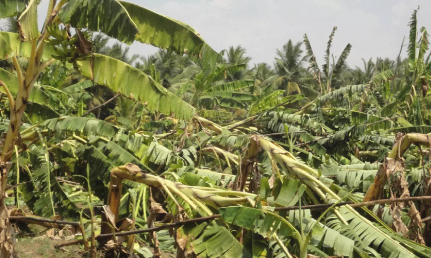 കാലവർഷക്കെടുതി; ജില്ലയിൽ 100.56 ഹെക്ടർ കൃഷിനാശം