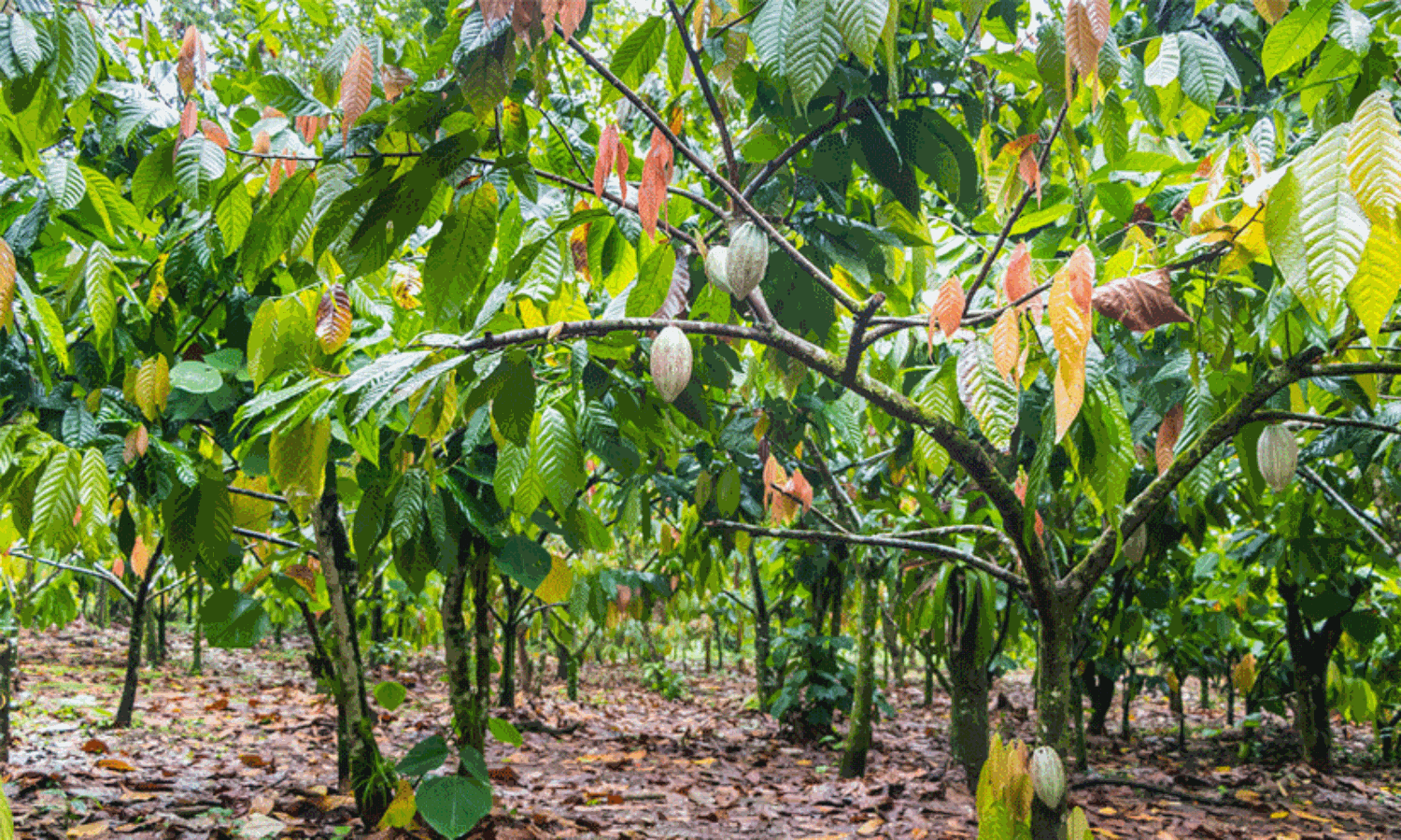 രോഗ ബാധ; ഹൈറേഞ്ചിൽ വിളകൾ നശിക്കുന്നു