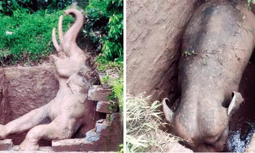 Elephant fell in to pit