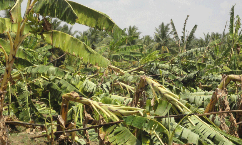 കാലവർഷക്കെടുതി; ജില്ലയിൽ 100.56 ഹെക്ടർ കൃഷിനാശം കാലവർഷക്കെടുതി; ജില്ലയിൽ 100.56 ഹെക്ടർ കൃഷിനാശം