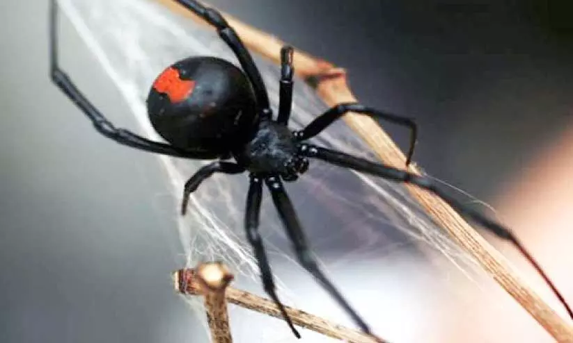 black widow spider