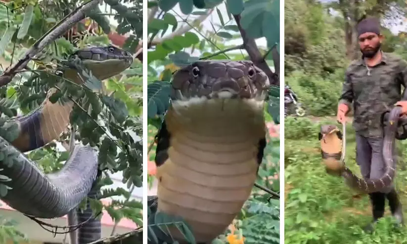 മരച്ചില്ലയിൽ ലക്ഷണമൊത്ത രാജവെമ്പാല; അനായാസം പിടികൂടി ചാക്കിൽ VIDEO