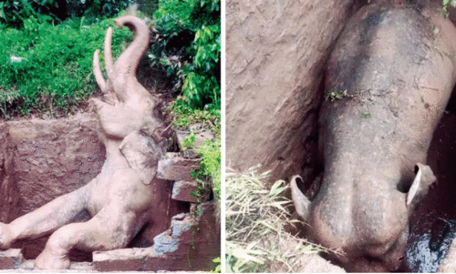 Elephant fell in to pit