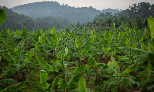 വാഴക്കർഷകരെ ചതിച്ച് കാലവർഷം; ഒമ്പതു കോടിയുടെ നഷ്ടം