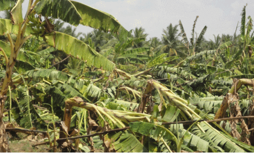 കാലവർഷക്കെടുതി; ജില്ലയിൽ 100.56 ഹെക്ടർ കൃഷിനാശം