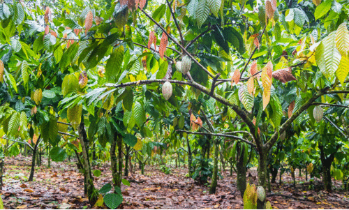 രോഗ ബാധ; ഹൈറേഞ്ചിൽ വിളകൾ നശിക്കുന്നു