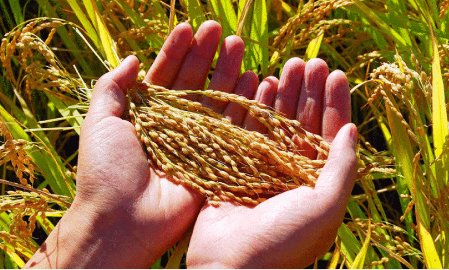 സം​ഭ​രി​ച്ച നെ​ല്ലി​ന്‍റെ വി​ല ല​ഭി​ച്ചി​ല്ല; വി​ള​പ​രി​പാ​ല​നം പ്ര​തി​സ​ന്ധി​യി​ൽ