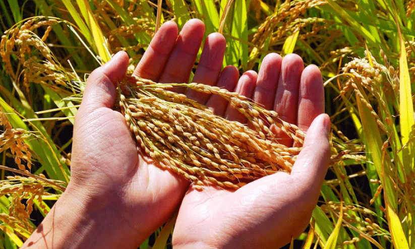 സം​ഭ​രി​ച്ച നെ​ല്ലി​ന്‍റെ വി​ല ല​ഭി​ച്ചി​ല്ല; വി​ള​പ​രി​പാ​ല​നം പ്ര​തി​സ​ന്ധി​യി​ൽ