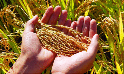 സംഭരിച്ച നെല്ലിന്റെ വില ലഭിച്ചില്ല; വിളപരിപാലനം പ്രതിസന്ധിയിൽ സംഭരിച്ച നെല്ലിന്റെ വില ലഭിച്ചില്ല; വിളപരിപാലനം പ്രതിസന്ധിയിൽ