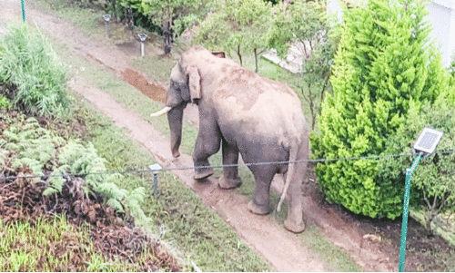 Wild Elephant Wild Elephant