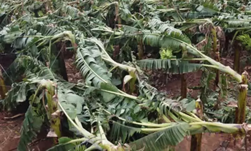 കാലവർഷക്കെടുതി: 835 കോടിയുടെ കൃഷിനാശം; നിലംപൊത്തി കർഷകർ