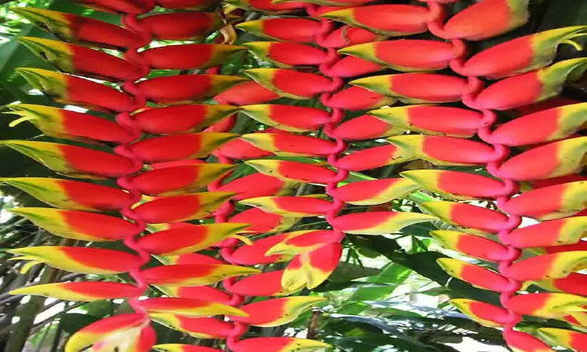 Heliconia rostrata, Heliconia rostrata,
