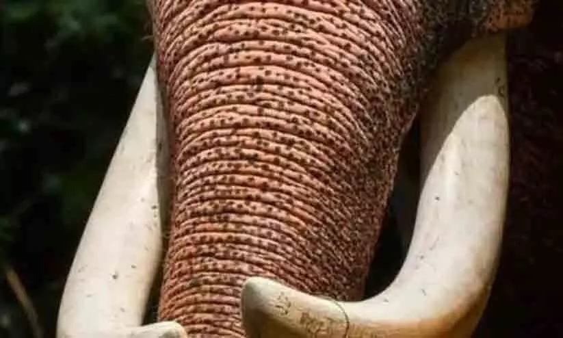 കാ​ട്ടാ​ന​ ആ​ക്ര​മണം: ര​ണ്ട് യു​വ​തി​ക​ൾ​ക്ക് പ​രി​ക്ക്