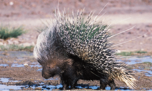 porcupine