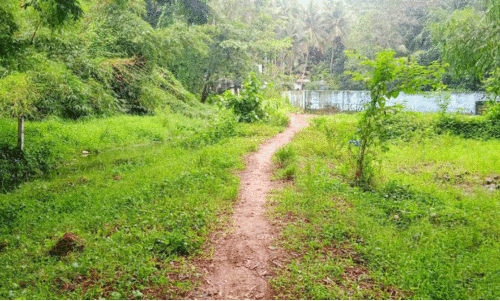 വെ​ള്ള​ക്കെ​ട്ടി​ല്ല; മു​ഴ​പ്പി​ല​ങ്ങാ​ടി​ന് ദു​രി​ത​മി​ല്ലാ കാ​ലം