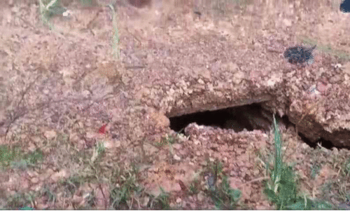 ക​ക്കൂ​സ് മാ​ലി​ന്യ​ത്തി​ൽ പൊ​റു​തി​മു​ട്ടി പ്ര​ദേ​ശ​വാ​സി​ക​ൾ