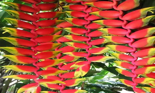 Heliconia rostrata,