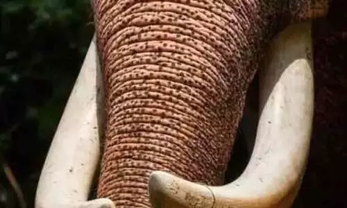 കാട്ടാന ആക്രമണത്തിൽ അഞ്ച് വർഷത്തിനിടെ കൊല്ലപ്പെട്ടത് 2853 പേർ; കേരളത്തിൽ 120