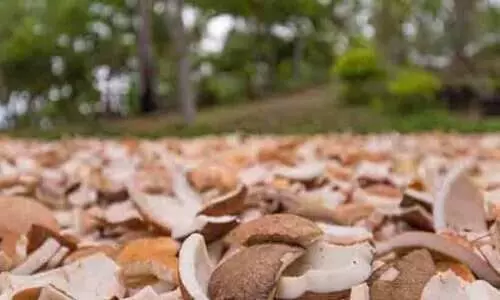 കൊപ്ര ലേലത്തിന്‌ നാഫെഡ്; കർഷകർ ആ​ശങ്കയിൽ