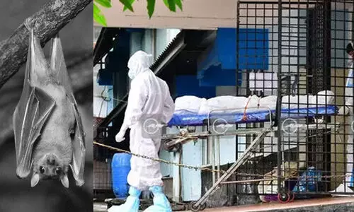 അ​ഷ്മി​ൽ അ​മ്പ​ഴ​ങ്ങ ക​ഴി​ച്ച പ്ര​ദേ​ശ​ത്തി​ന്‍റെ ര​ണ്ടു​ കി​ലോ​മീ​റ്റ​ർ പ​രി​ധി​യി​ൽ​ വ​വ്വാ​ലു​ക​ൾ വ​രാ​റു​ണ്ട്..!; ഉറവിടം തേടി ആരോഗ്യവകുപ്പ്