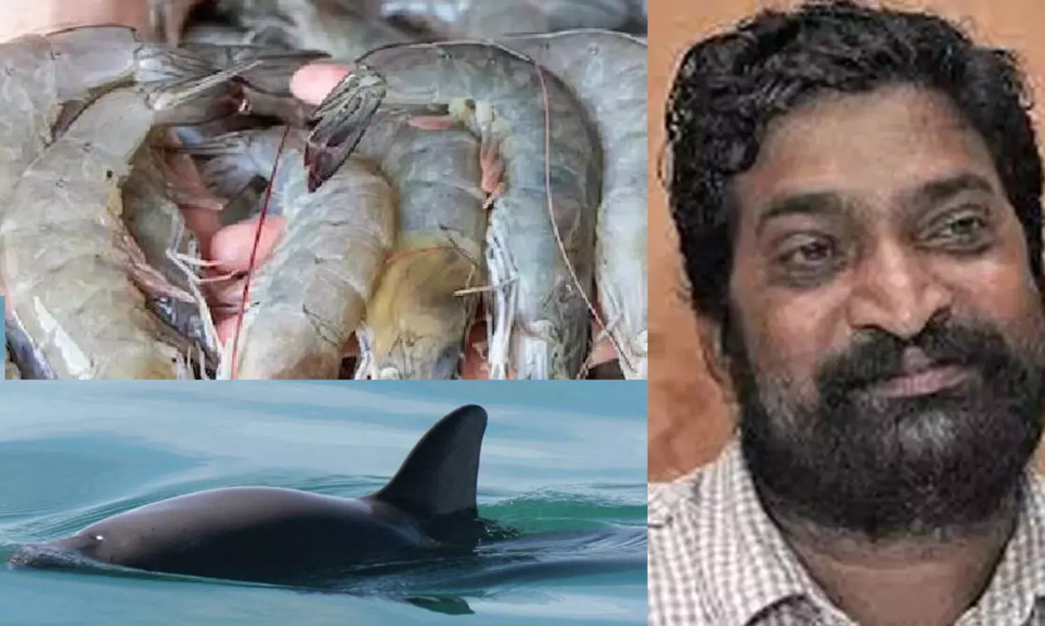 കടലാമയ്ക്കു പിന്നാലെ സസ്തനികളുടെ പേരിലും നിരോധനം വരുന്നു