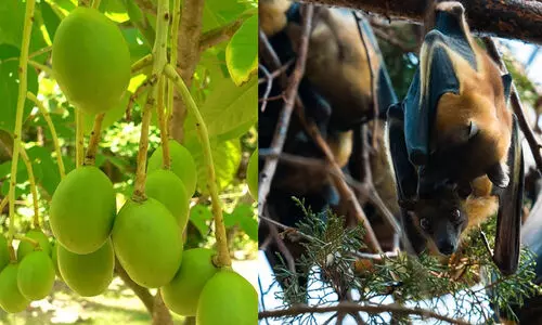 നിപ ഉറവിടം അമ്പഴങ്ങയെന്ന് സൂചന; വവ്വാലുകളുടെ ആവാസ വ്യവസ്ഥ നശിപ്പിക്കരുതെന്ന് മുന്നറിയിപ്പ് നിപ ഉറവിടം അമ്പഴങ്ങയെന്ന് സൂചന; വവ്വാലുകളുടെ ആവാസ വ്യവസ്ഥ നശിപ്പിക്കരുതെന്ന് മുന്നറിയിപ്പ്