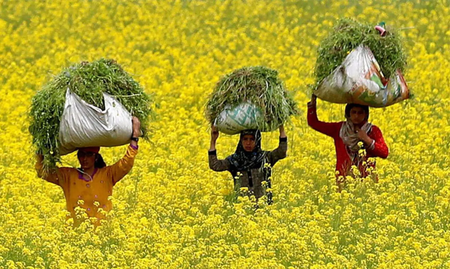 Mustard Cultivation
