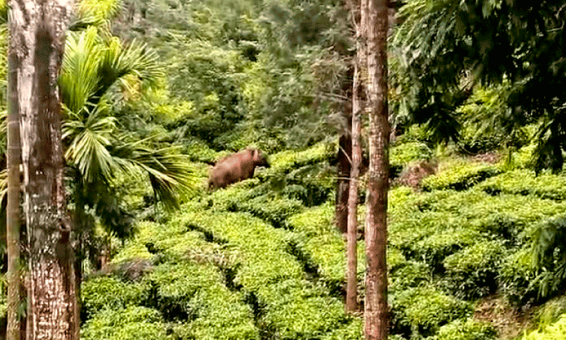 wild elephant wild elephant